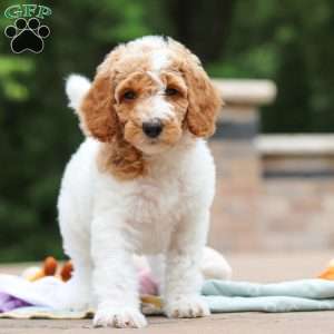 Millie, Standard Poodle Puppy